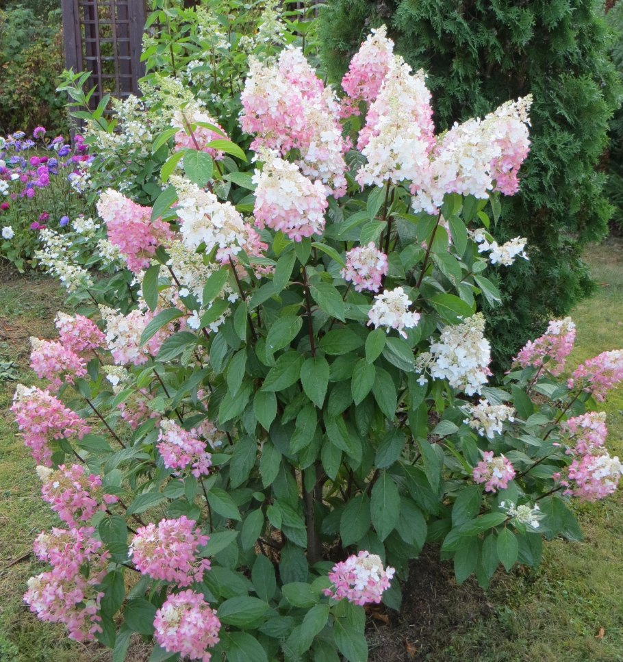 Гортензия Канделайт