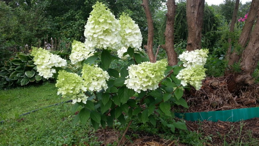 Гортензия Кэнди Лайт