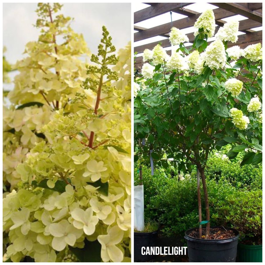 Гортензия Мэджикал Кэндл