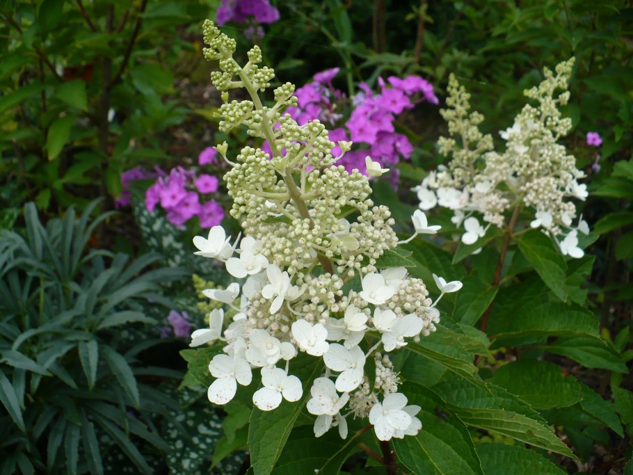 Гортензия Канделайт