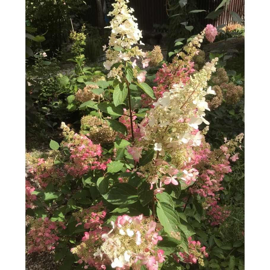 Гортензия метельчатая Кэндллайт