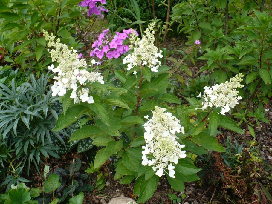 Гортензия метельчатая Кэндллайт