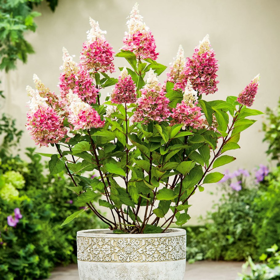 Гортензия метельчатая грандифлора штамбовая