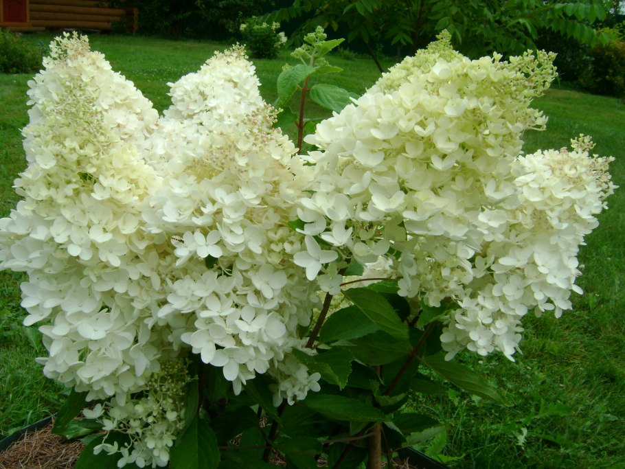 Гортензия метельчатая grandiflora