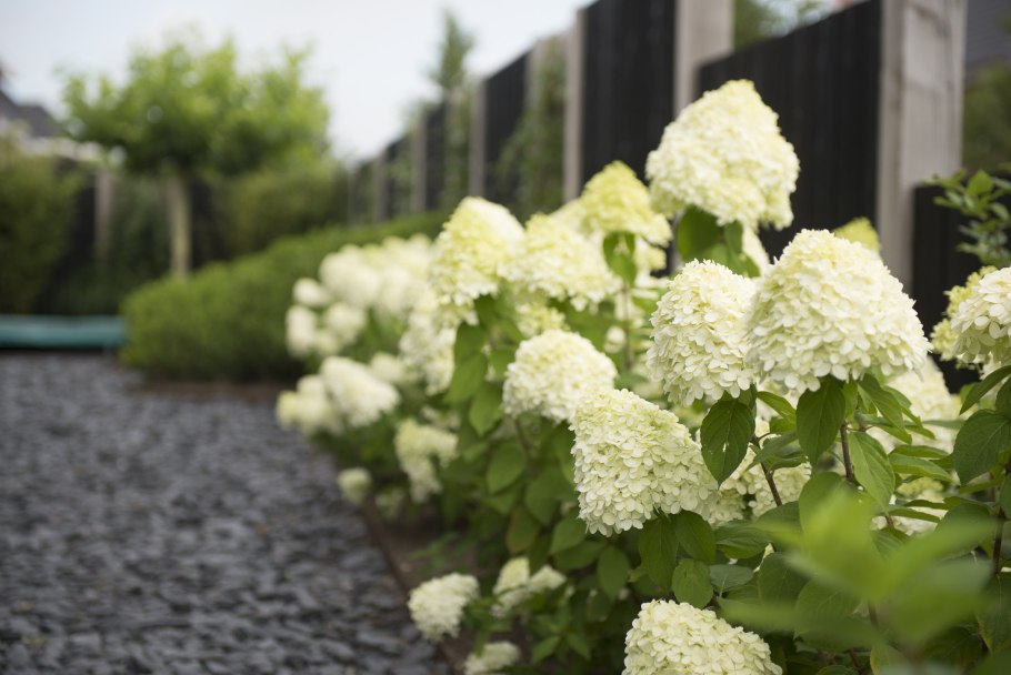 Гортензия метельчатая Кэндллайт