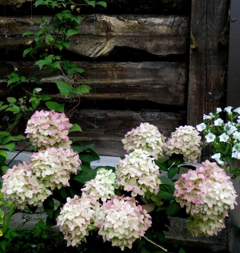 Гортензия метельчатая Кэндллайт