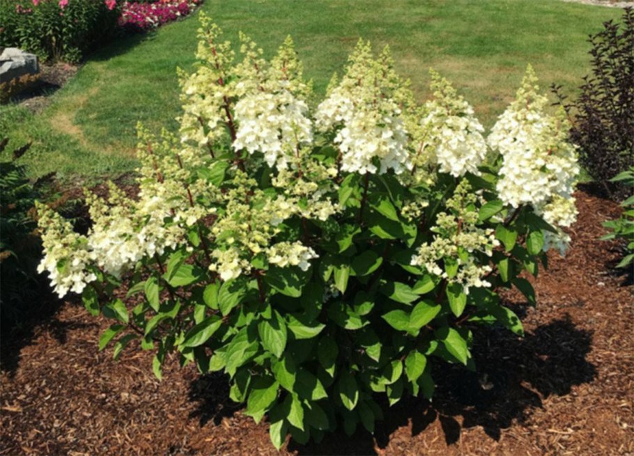 Гортензия метельчатая Кэндллайт