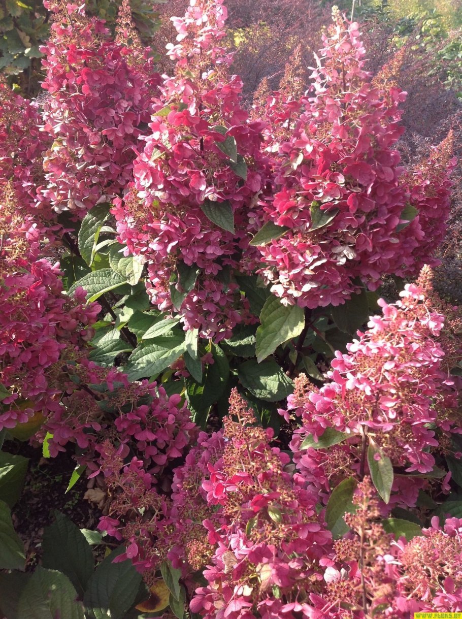 Гортензия Канделайт