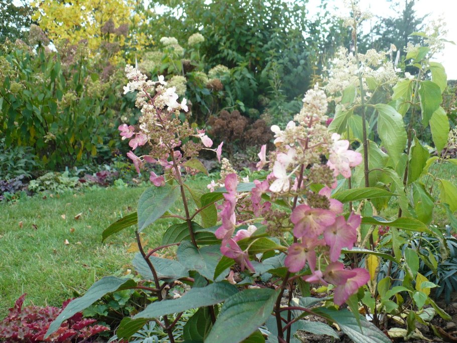 Гортензия черешковая саженец