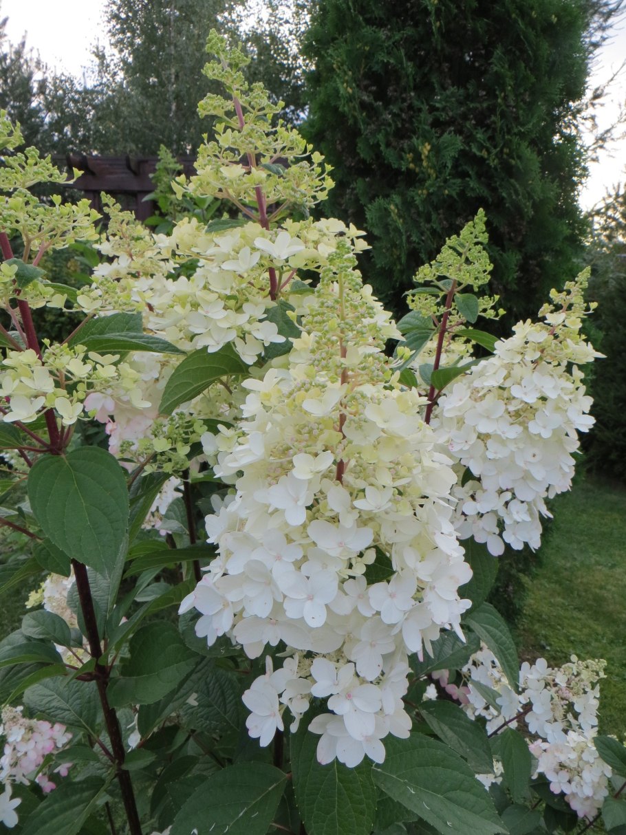 Гортензия метельчатая Кендл