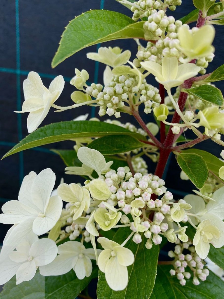 Magical Candle Окс 4/6 веток