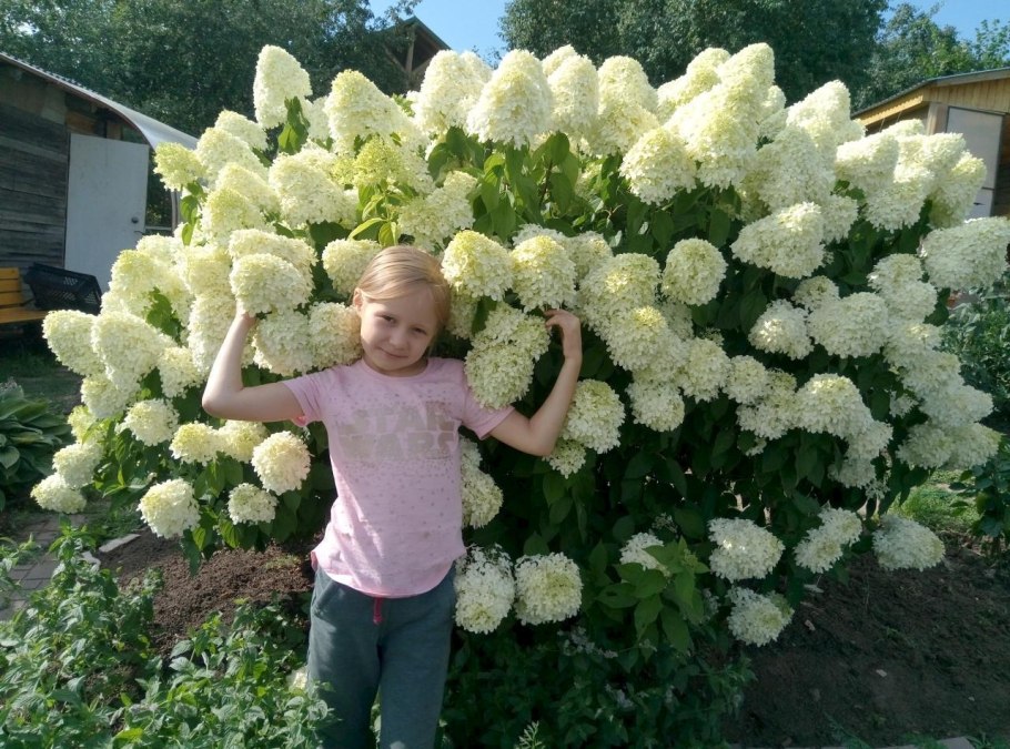 Гортензия метельчатая Шуга Раш