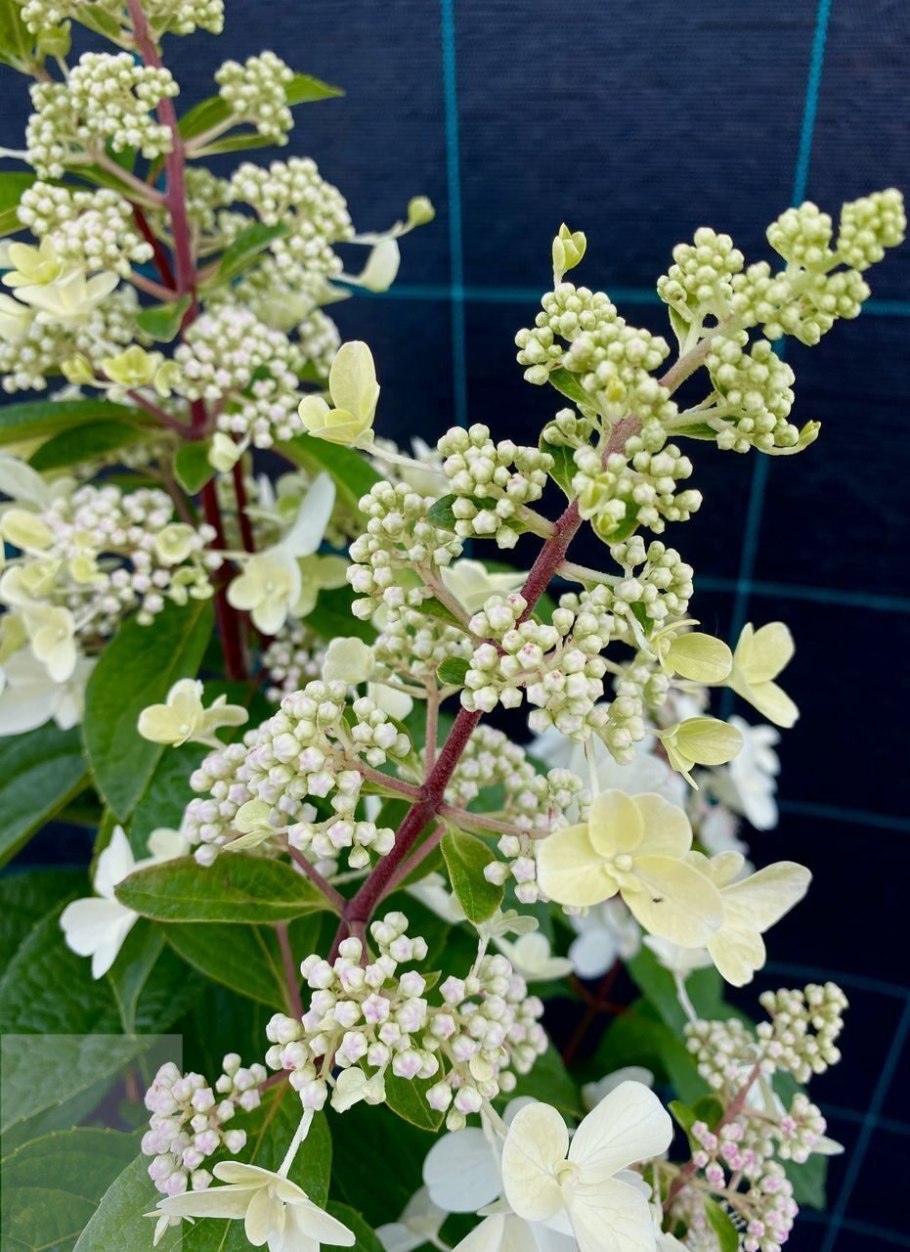 Гортензия метельчатая Кэндллайт