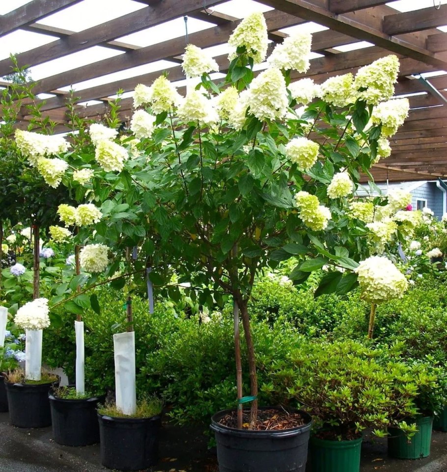 Штамбовая гортензия лаймлайт