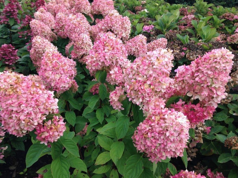 Канделайт гортензия метельчатая