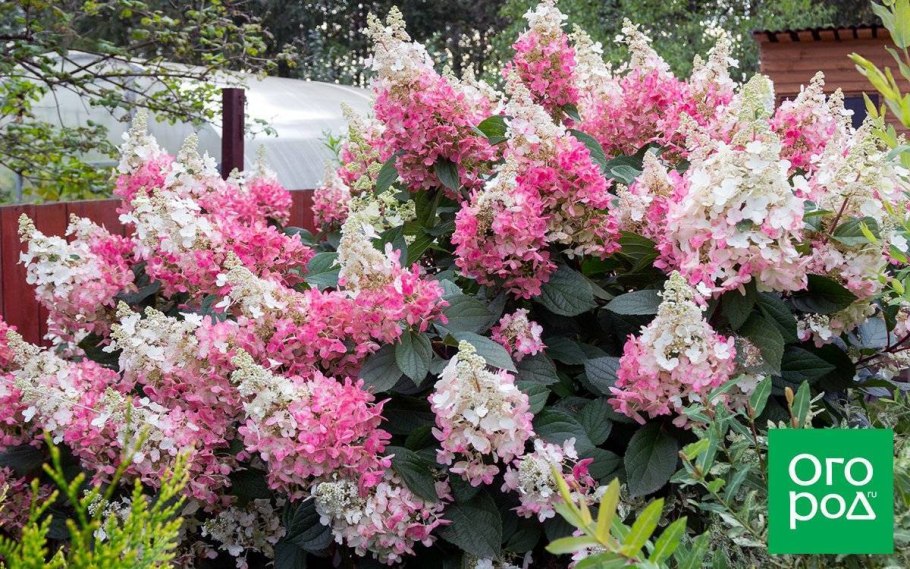 Гортензия панзола