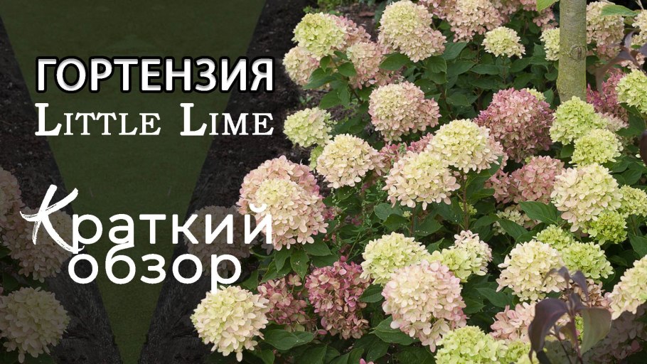 Гортензия метельчатая little lime