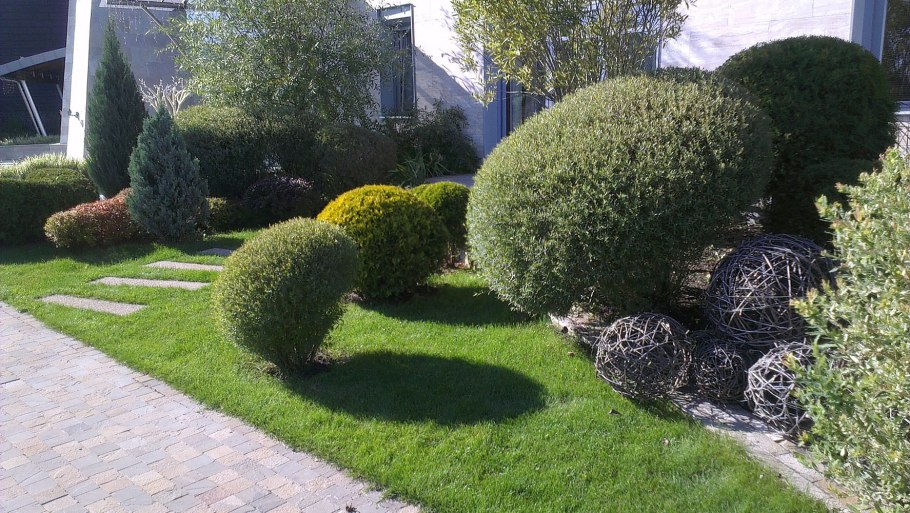 Ива шаровидная пурпурная Нана