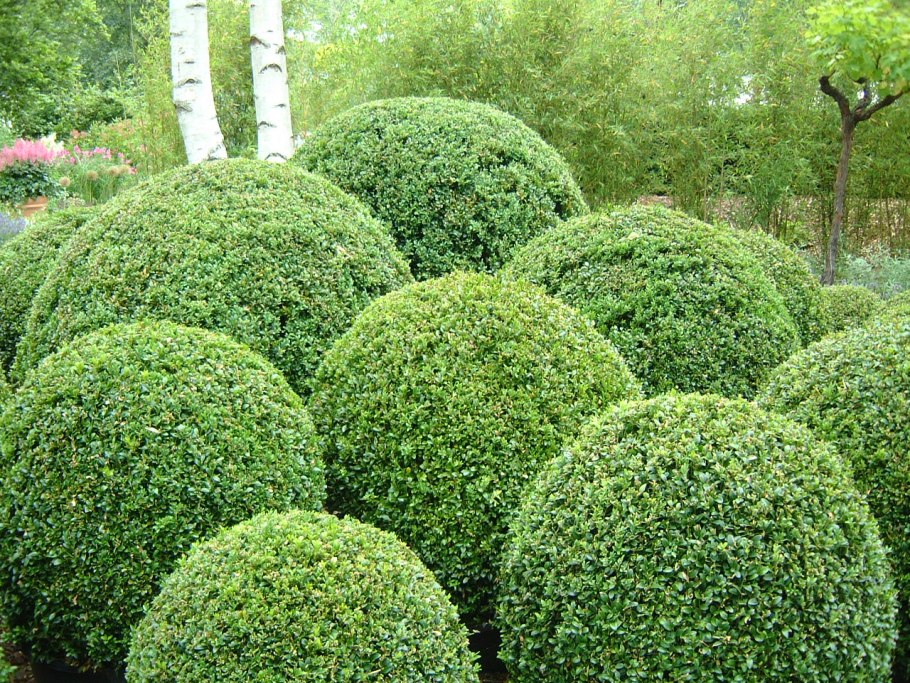 Самшит Buxus