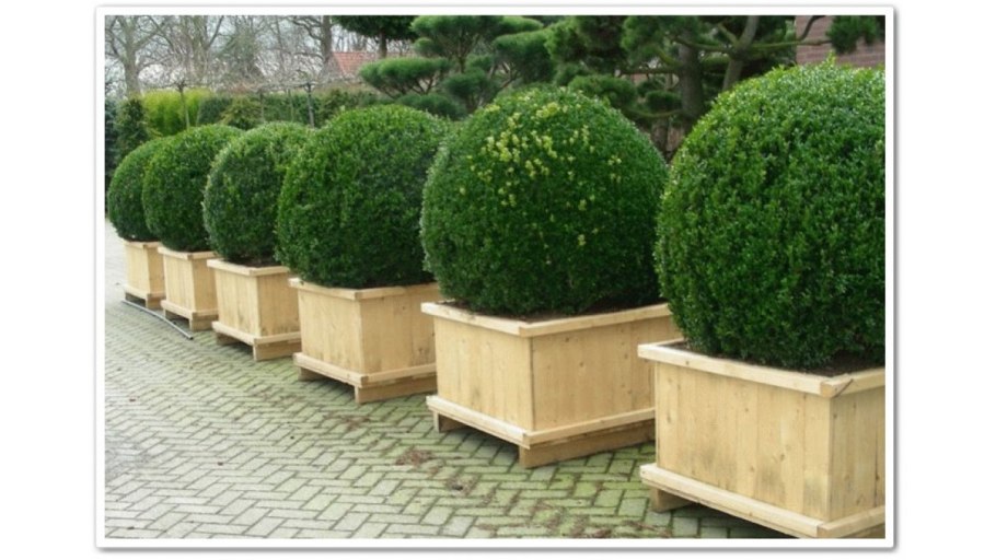 Buxus sempervirens изгородь