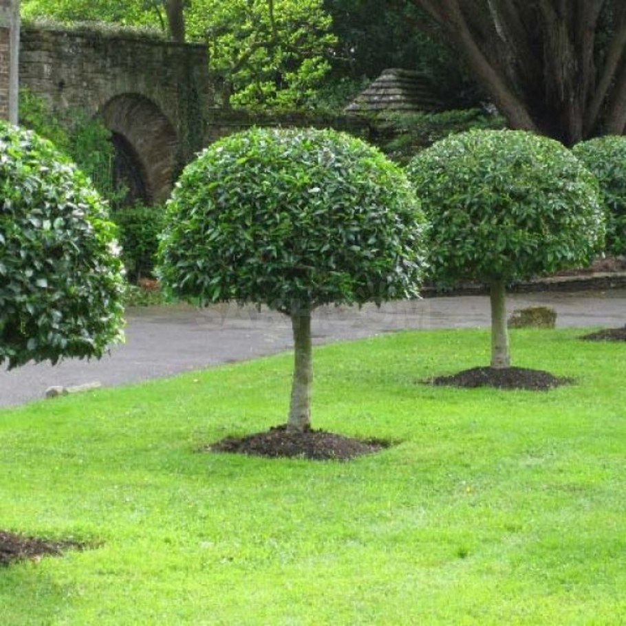Buxus sempervirens самшит