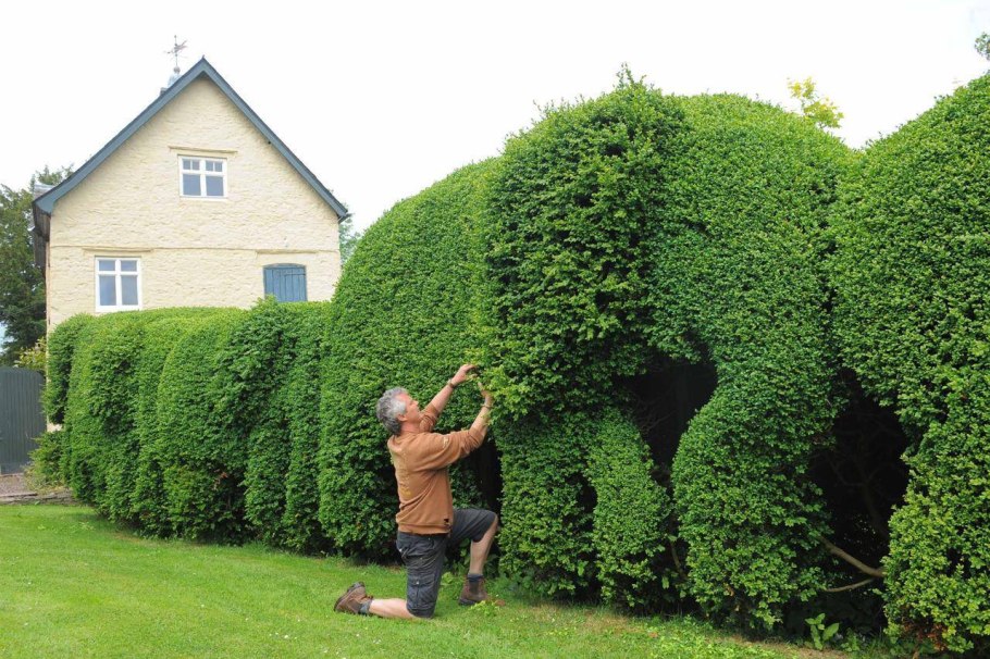 Топиарная изгородь
