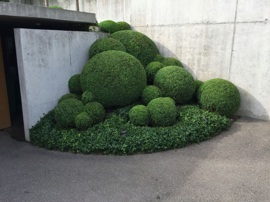 Бирючина Топиар