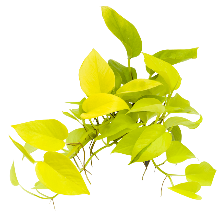 Сциндапсус Golden Pothos