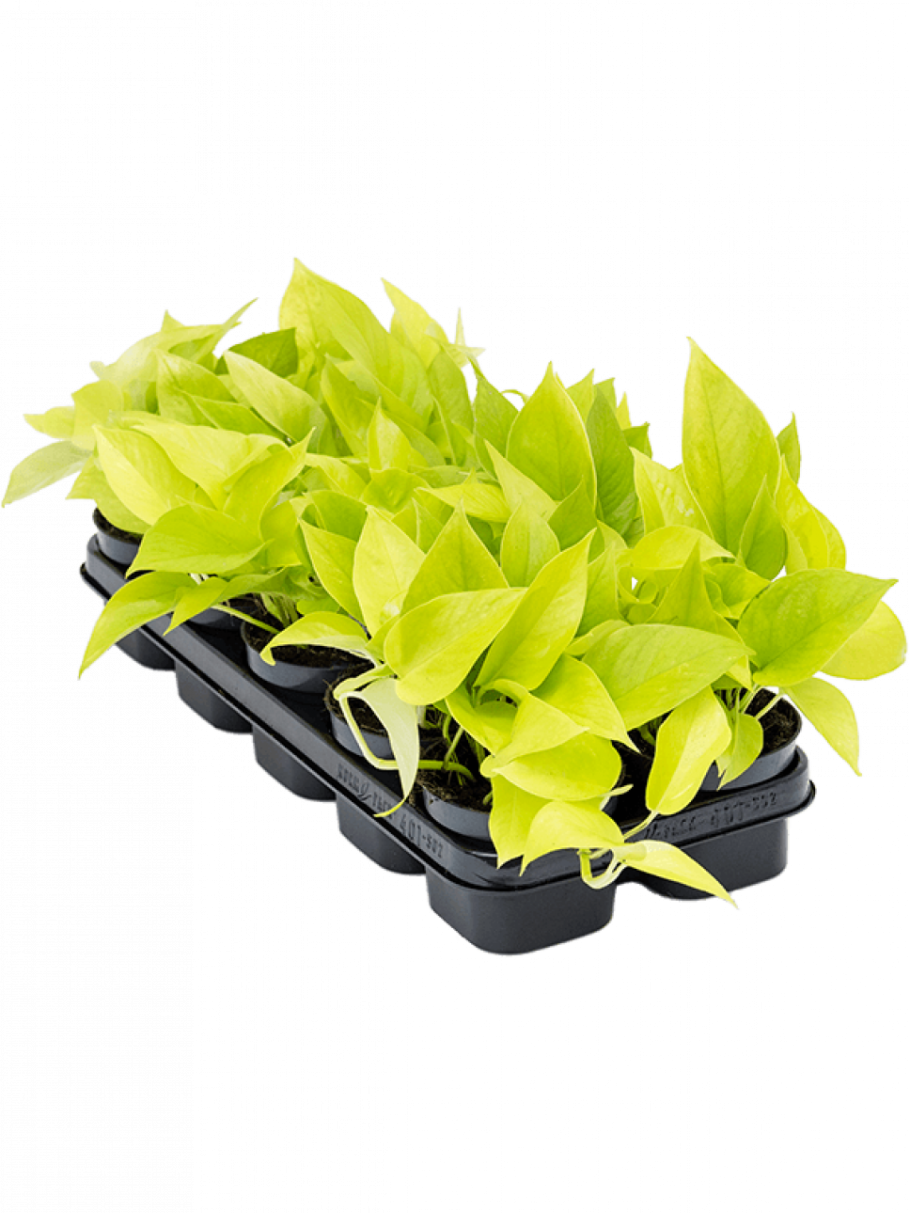 Эпипремнум Golden Pothos
