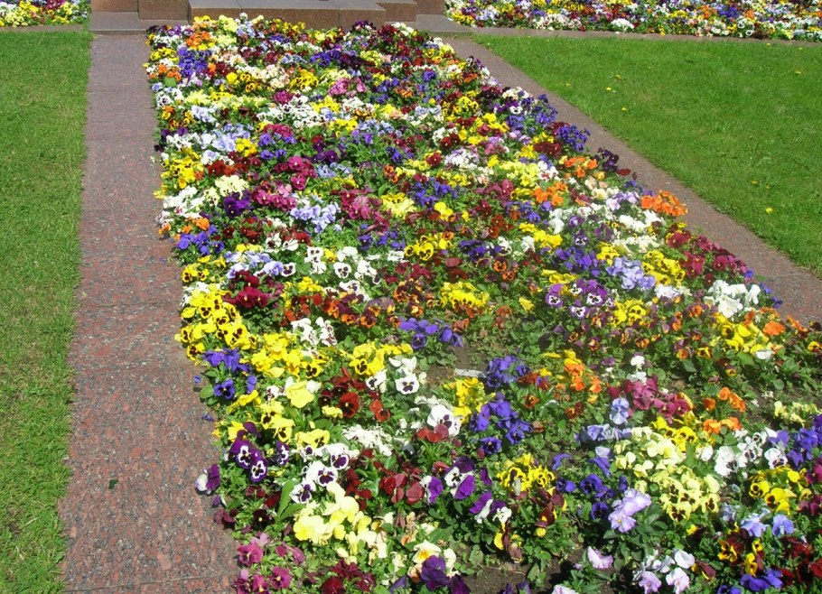 Рабатка из однолетников