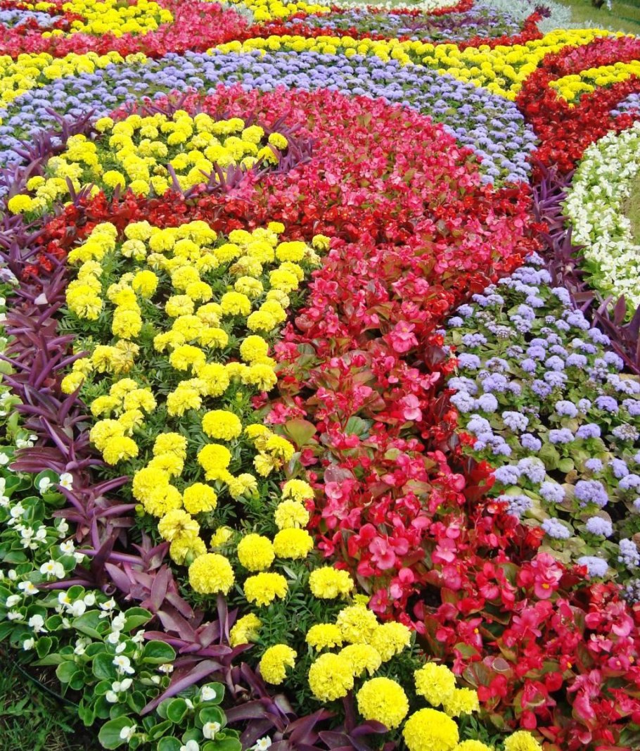 Бархатцы ампельные