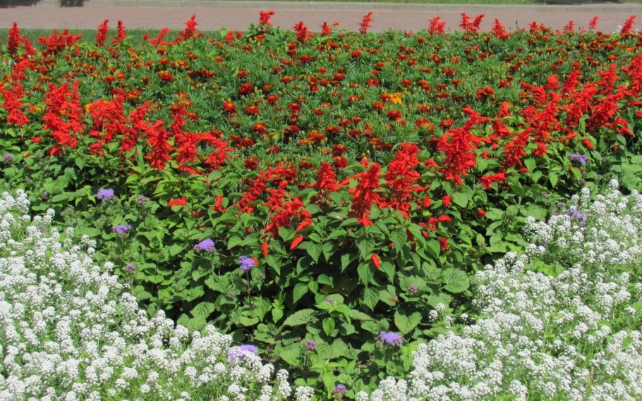 Сальвия агератум лобелия