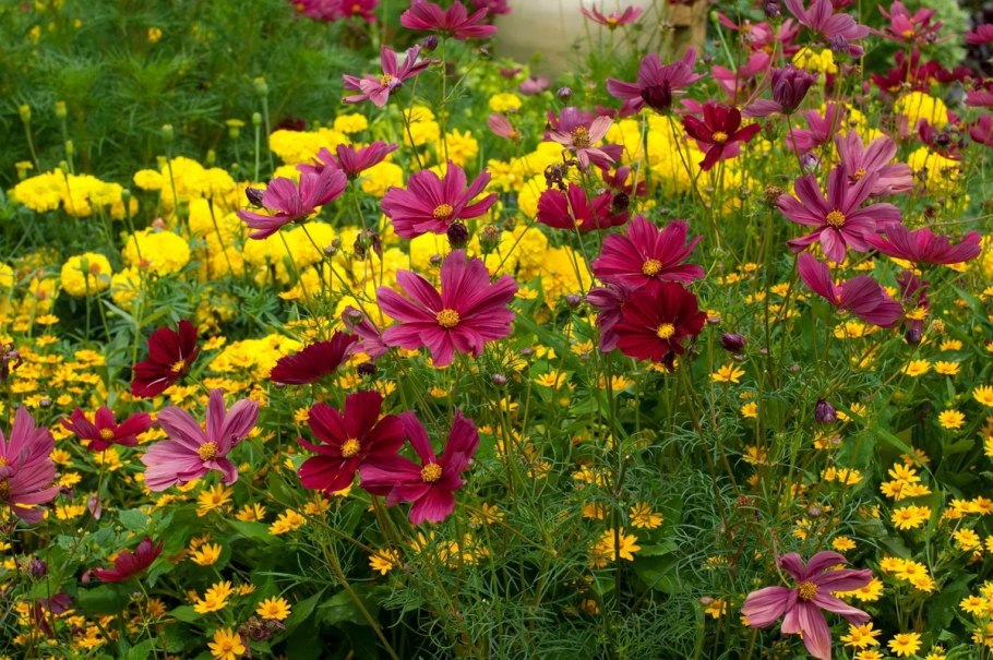 Эшшольция агератум рабатка