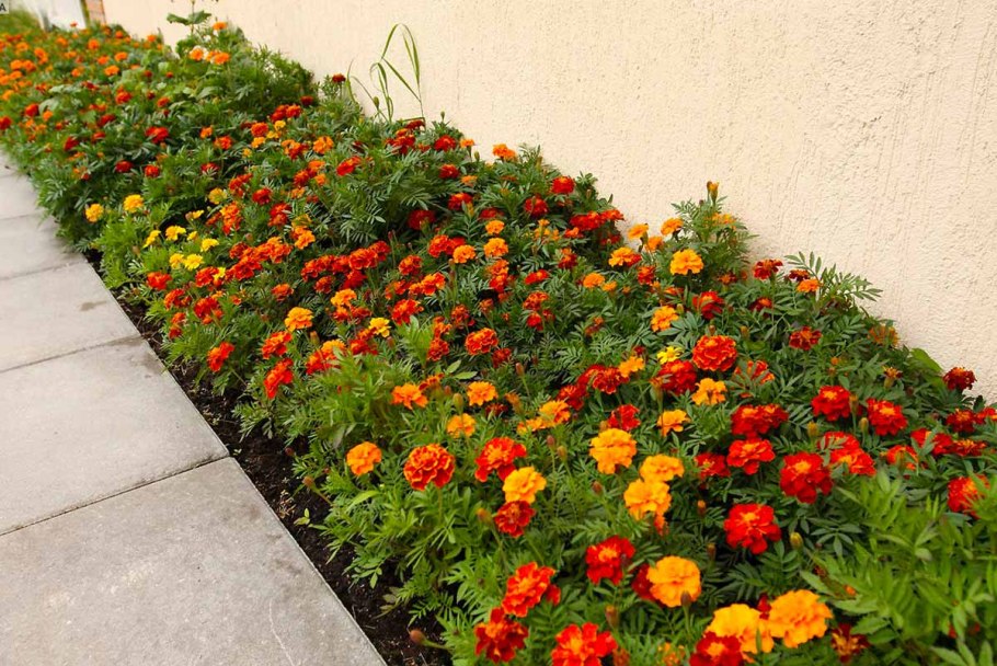 Вербена Тускани Скарлет