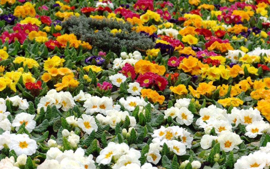 Цветы Мезембриантемум Арлекин