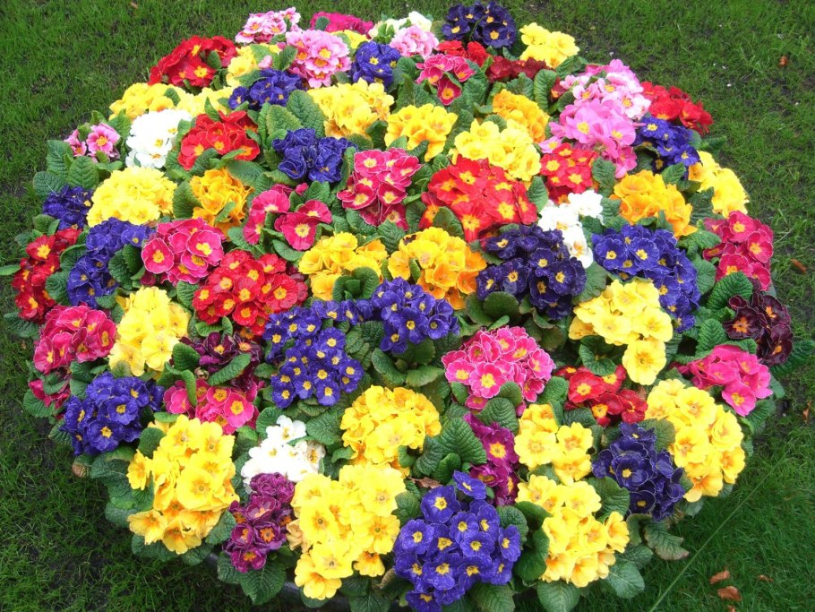 Бархатцы тонколистные Кармен