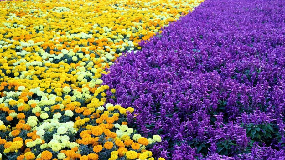 Примула на клумбе