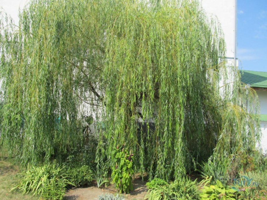 Ива белая (Salix Alba) 'tristis'