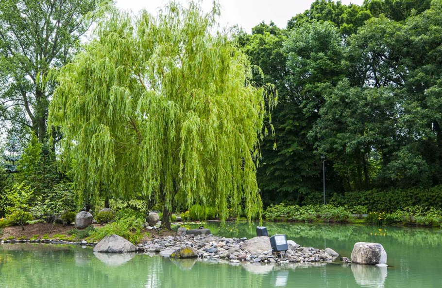 Ива Вавилонская плакучая