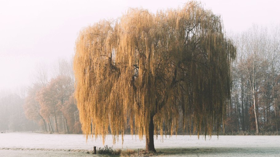 Ива Вавилонская