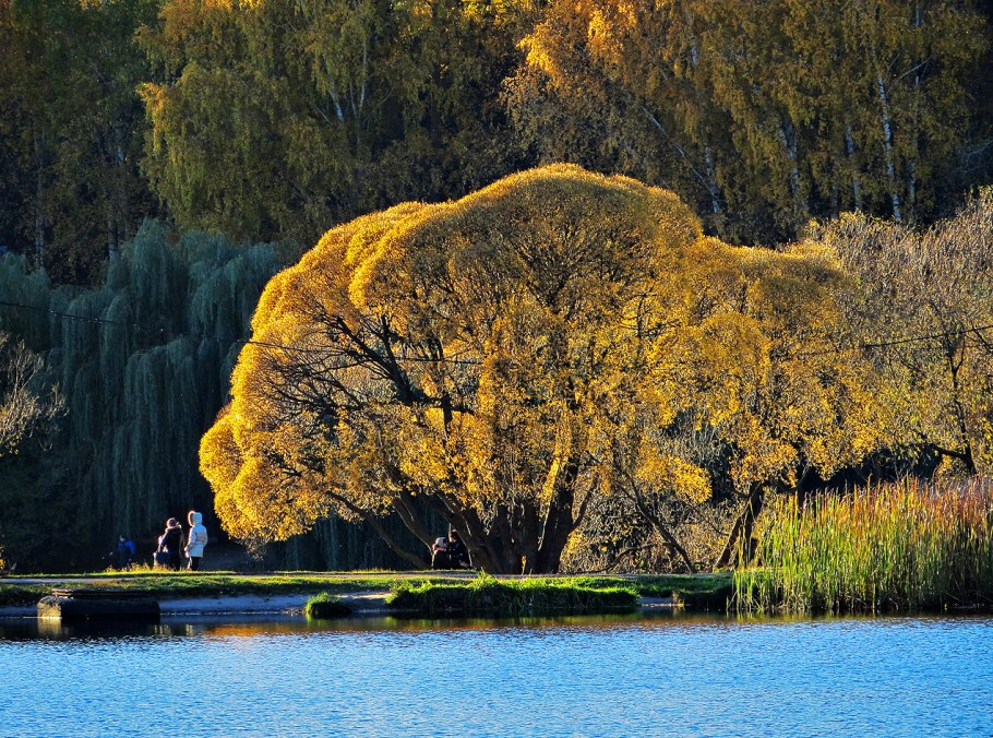 Ива остролистная листья