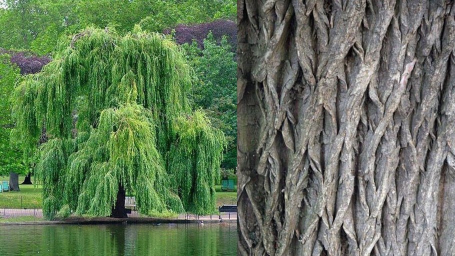 Ива Вавилонская плакучая