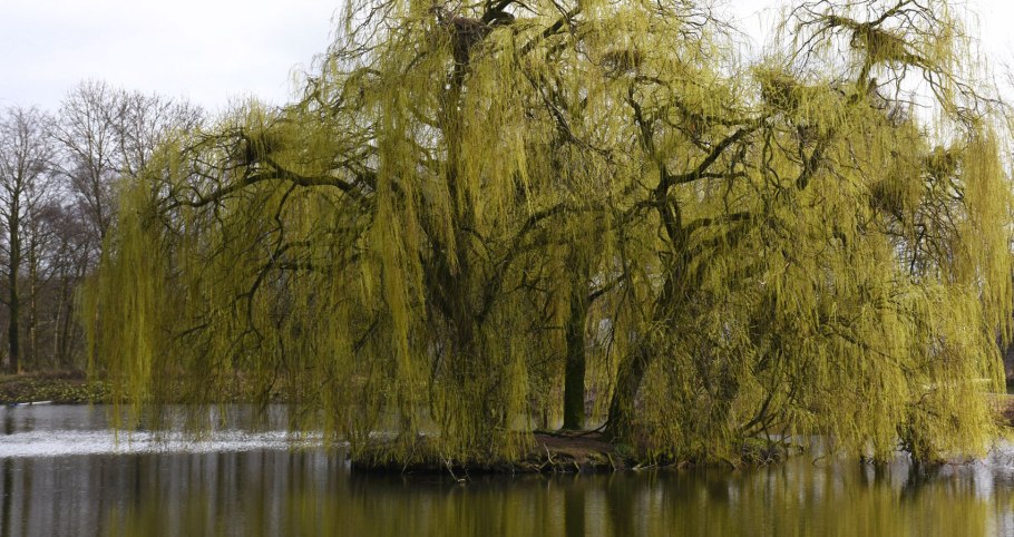 Плакучая ива дерево