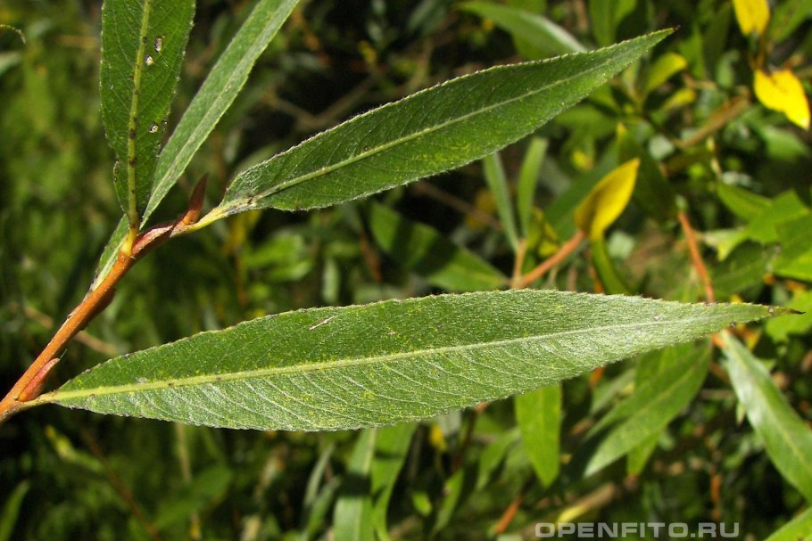 Ива белая (Salix Alba)