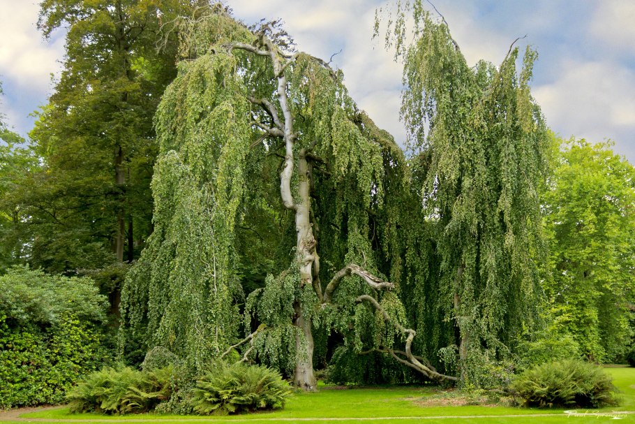 Fagus sylvatica pendula