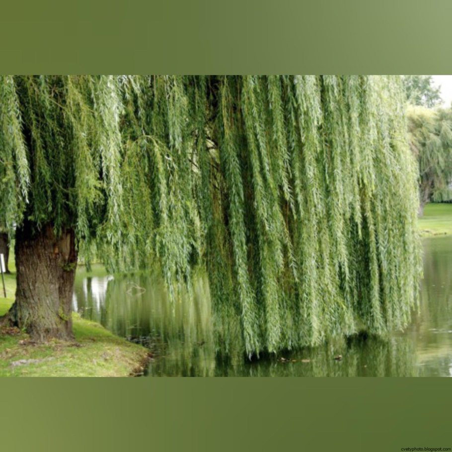 Salix purpurea 'pendula'