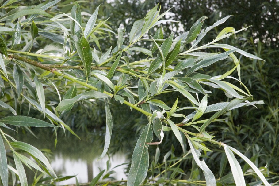 Ива белая salix alba