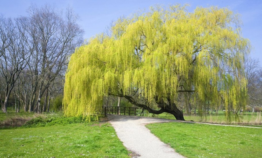 Weeping willow tree