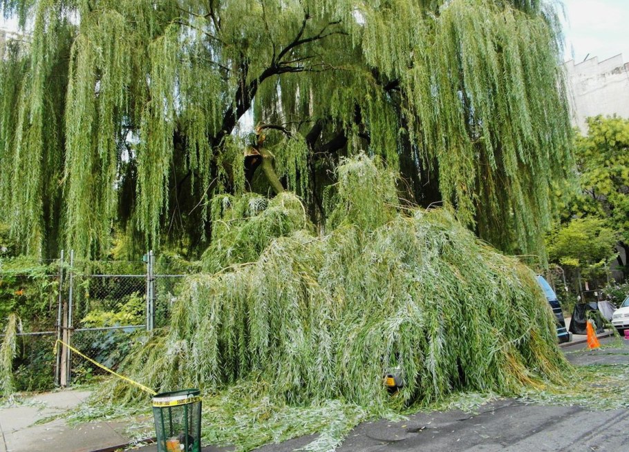 Ива белая Пендула