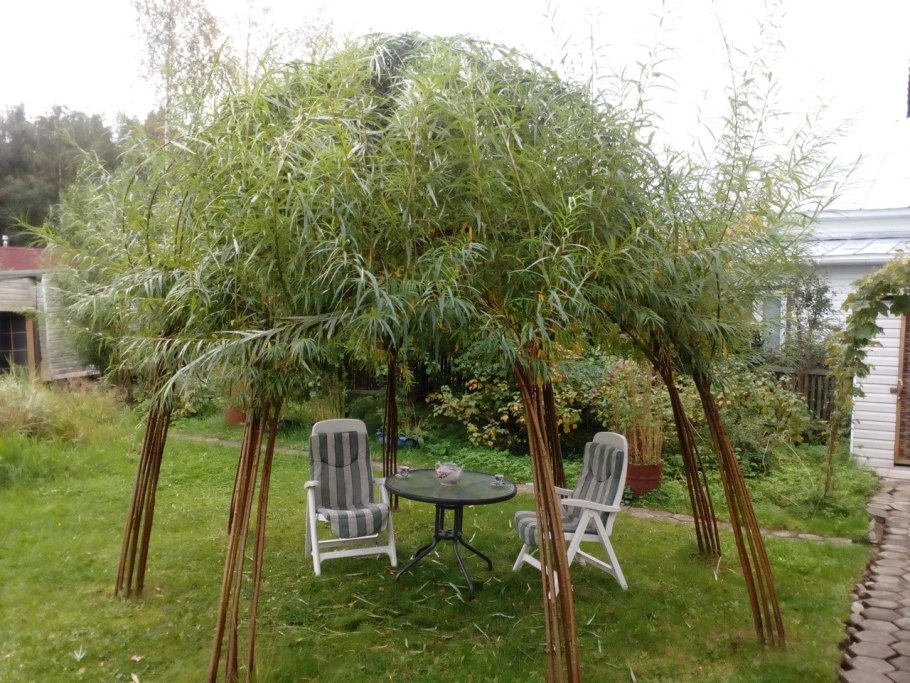 Ива пурпурная Пендула в ландшафтном дизайне